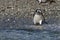 Magellan Penguin on Tucker Island. Patagonia. Chile