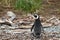 Magellan Penguin on Tucker Island. Patagonia. Chile