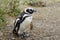 Magellan penguin in the wild