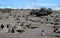 Magellan penguins colony