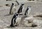 Magellan penguins colony