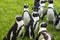 Magellan Penguins are a group of aquatic, flightless birds living almost exclusively