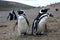 Magellan penguins on an island