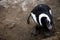 Magellan penguins on an island