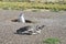 Magellan penguins near burrow