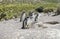 Magellan penguins near the nest