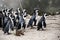 Magellan Penguins order Sphenisciformes, family Spheniscidae are a group of aquatic, flightless birds living almost exclusively