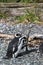 Magellan Penguins on Tucker Island. Patagonia. Chile