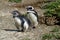 Magellan penguins in the wild