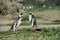Magellan penguins in the wild