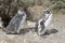 Magellan pinguis