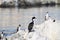 Magellanic cormorant colony on Beagle channel, Argentina