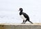 Magellanic Cormorant - Rock Shag standing on the wharf of Port Stanley, Falkland Islands