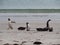 Magellanic and Gentoo Penguins on the Beach