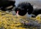 Magellanic Oystercatcher