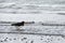 Magellanic oystercatcher