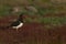 Magellanic Oystercatcher on Bleaker Island in the Falkland Islands