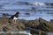 Magellanic Oystercatcher in the Falkland Island