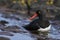 Magellanic Oystercatcher in the Falkland Islands