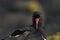 Magellanic Oystercatcher in the Falkland Islands