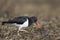 Magellanic Oystercatcher in the Falkland Islands