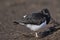 Magellanic Oystercatcher in the Falkland Islands