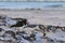 Magellanic Oystercatcher in the Falkland Islands