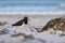 Magellanic Oystercatcher in the Falkland Islands