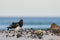 Magellanic Oystercatcher in the Falkland Islands