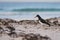 Magellanic Oystercatcher in the Falkland Islands