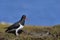 Magellanic Oystercatcher in the Falkland Islands
