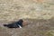 Magellanic Oystercatcher - Falkland Islands