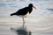 Magellanic oystercatcher, Haematopus leucopodus, Falkland Islands