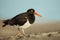 Magellanic oystercatcher standing on a rocky coast