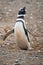 Magellanic penguin