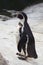 Magellanic penguin