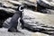 Magellanic Penguin