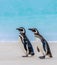 Magellanic Penguin