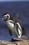 Magellanic Penguin