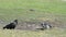 Magellanic Penguin with Caracara