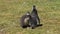 Magellanic penguin with a chick