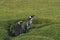 Magellanic Penguin and chick on Bleaker Island