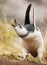 Magellanic penguin chick calling and keeping his wings up