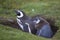 Magellanic Penguin and chick on the Falkland Islands