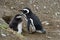 Magellanic penguin with chick in Magdalena island, Chile