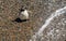Magellanic penguin chick on rocky shore in Punta Tombo