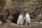 Magellanic Penguin and chicks on Sea Lion Island