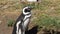 Magellanic Penguin in Chile