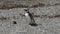 Magellanic Penguin in Chile