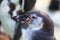 Magellanic penguin close up
